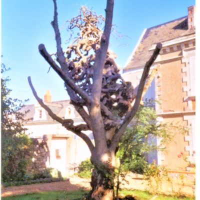 ARBRE-TORSADE-2